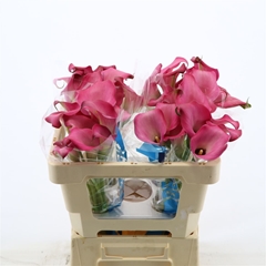Zantedeschia Zazu 50cm