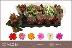 Kalanchoe Double Mix 10Ø 23cm