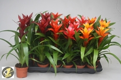 Guzmania Mix 4 Kinds 9Ø 33cm
