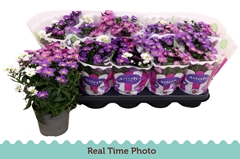 Aster Starletta Mix 12Ø 25cm