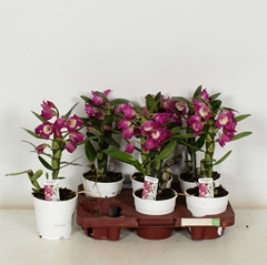 Dendrobium Nobile Cultivars 12Ø 30cm 1st