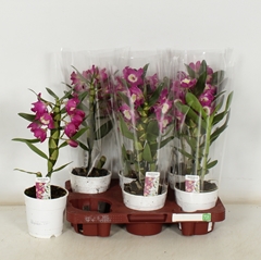 Dendrobium Nobile Cultivars 12Ø 40cm 1st