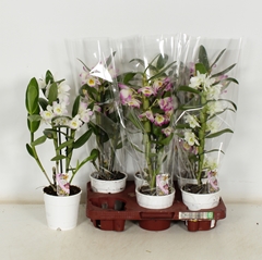 Dendrobium Nobile Cultivars 12Ø 45cm 1st