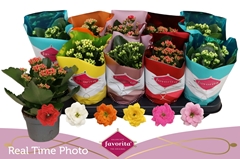 Kalanchoe Double Perfecta Mix 10Ø 22cm