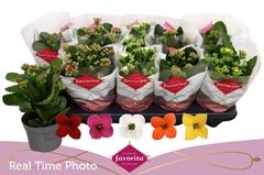 Kalanchoe Single Mix 5 Colours 10Ø 22cm