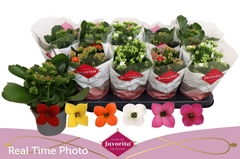 Kalanchoe Single Mix 6 Colours 10Ø 22cm