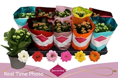 Kalanchoe Double Perfecta Mix 10Ø 22cm