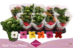Kalanchoe Single Mix 6 Colours 10Ø 22cm