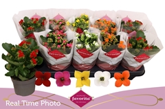 Kalanchoe Single Mix 5 Colours 10Ø 22cm