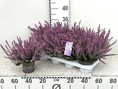 Calluna Garden Girls Herbst Lavender Mix 11Ø 25cm