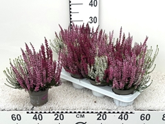 Calluna Garden Girls Trio Girls 11Ø 25cm