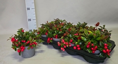 Gaultheria Procumbens 12Ø 20cm