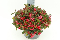 Gaultheria Procumbens 23Ø 30cm