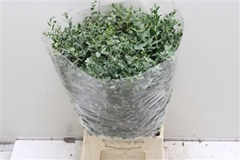 Eucalyptus Parvifolia Per Bunch 50cm 180gr.