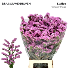 Limonium Sinuatum Fantasia Wings 75cm 20gr.