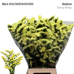 Limonium Sinuatum Glossy Wings 75cm 25gr.