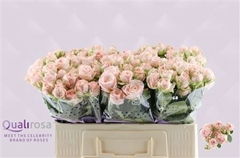 Rosa Spray Bombastic 50cm 4+