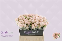 Rosa Spray Bombastic 40cm