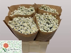 Tanacetum Single Vegmo 65cm