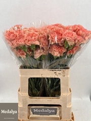 Dianthus Single Dafne 60cm