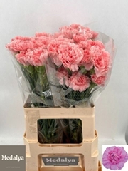 Dianthus Single Akela 60cm