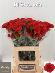Dianthus Single Arona 60cm
