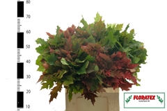 Quercus Rubra 60cm