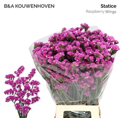 Limonium Sinuatum Raspberry Wings 75cm 20gr.