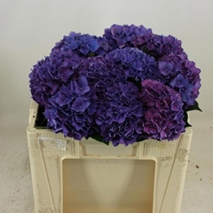 Hydrangea Rodeo Purple 50cm 13-15cm Hd