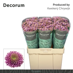 Chrysanth Santini Doria 55cm 52gr.