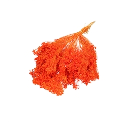 Dried Flowers Broom Bloom 50-55cm
