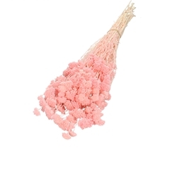 Dried Flowers Achillea Silvestre 60cm 100g