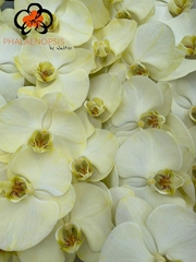Phalaenopsis Painted Yellow 80cm 10+