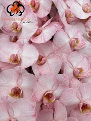 Phalaenopsis Painted Candy 80cm 10+