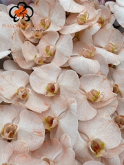 Phalaenopsis Painted Peach 80cm 10+