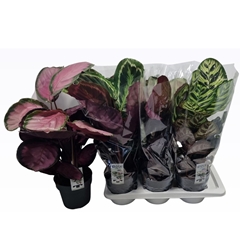 Calathea Mixed 4 Varietys 17Ø 65cm