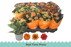 Kalanchoe Double Mix 9Ø 22cm