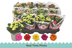 Kalanchoe Double Mix 9Ø 17cm