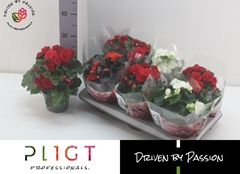 Begonia Double Mix 14Ø 28cm