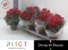 Begonia Double Halo 14Ø 35cm