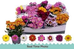 Chrysanth Mix 6 Mix 12Ø 25cm