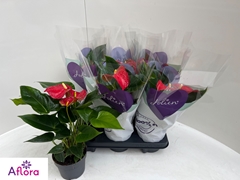 Anthurium Bambino Red 12Ø 40cm
