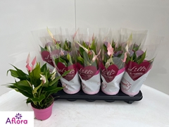 Anthurium Lilli 10Ø 28cm