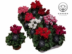 Cyclamen Mini Garden 10Ø 20cm