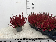 Calluna Vulgaris Beauty Ladies Scarlet Early 12Ø 28cm