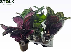 Calathea Mixed 4 Varietys 17Ø 65cm