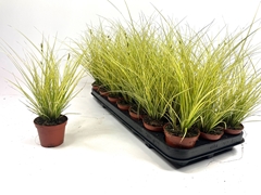 Carex Jenneke 8Ø 25cm