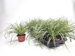 Carex Morrowii 10Ø 15cm