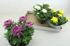 Chrysanth Cosmo Mix 23Ø 32cm