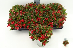 Gaultheria Procumbens 13Ø 25cm